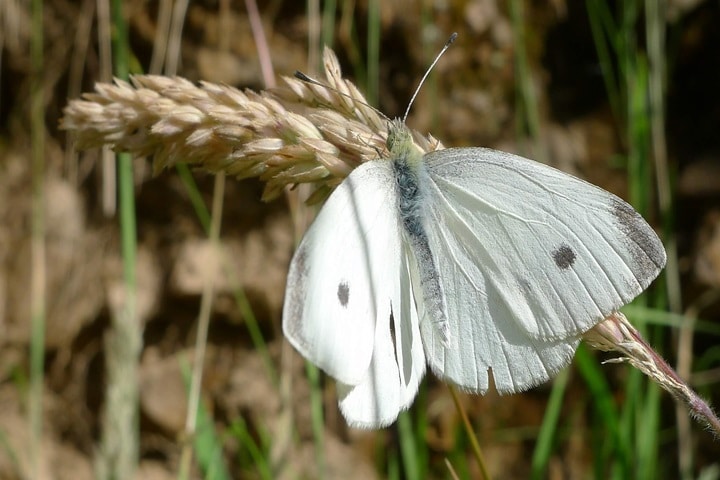cabbage white butterflies plant crops to deter them