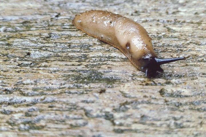 what are slugs and where are they found