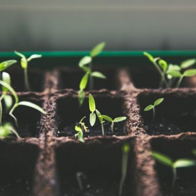 Plant Spacing