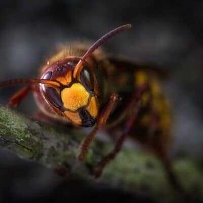 Wasp