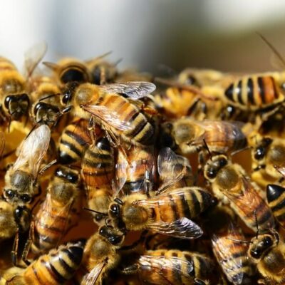 bee swarm