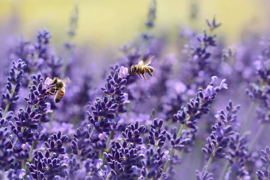 bees around lavender