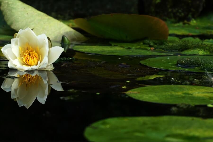 a garden pond is a good addition for sustainable gardening