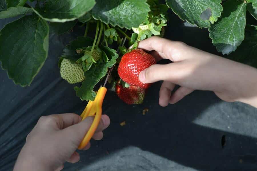 gardener harvesting strawberries in sustainable gardening