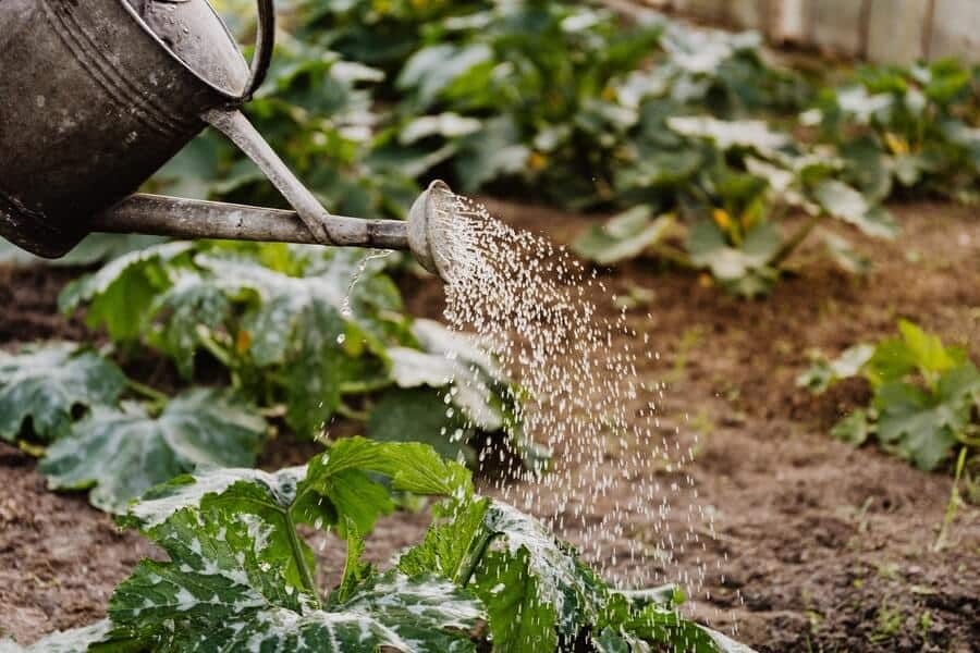 gardener watering plants