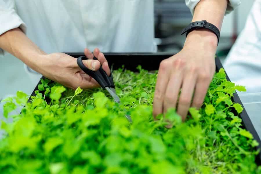 harvesting herbs for sustainable gardening