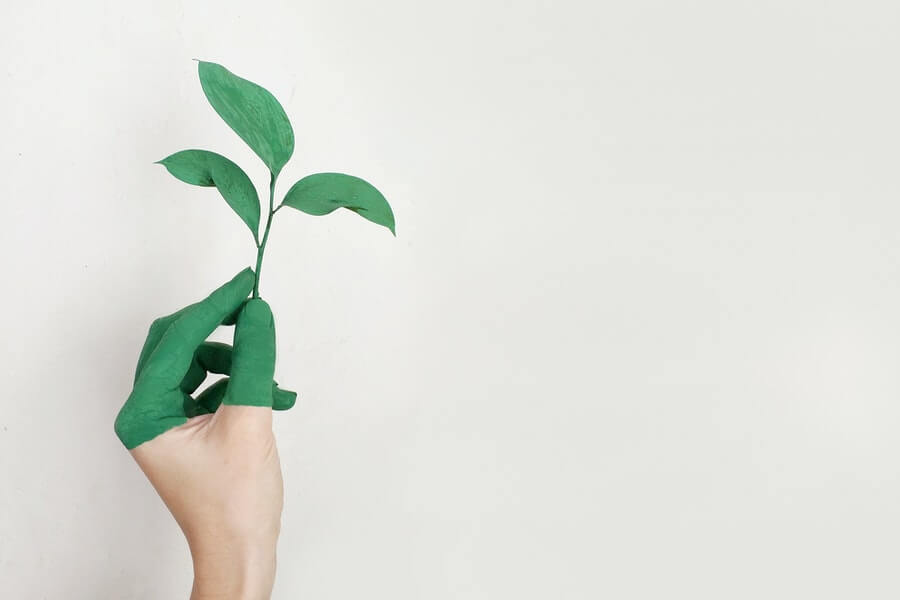 person holding green leaf plant