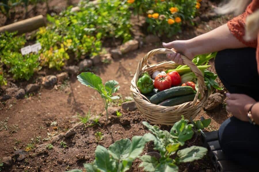 basket of fresh vegetables