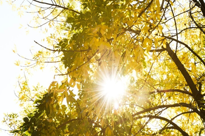 common garden laws regarding light