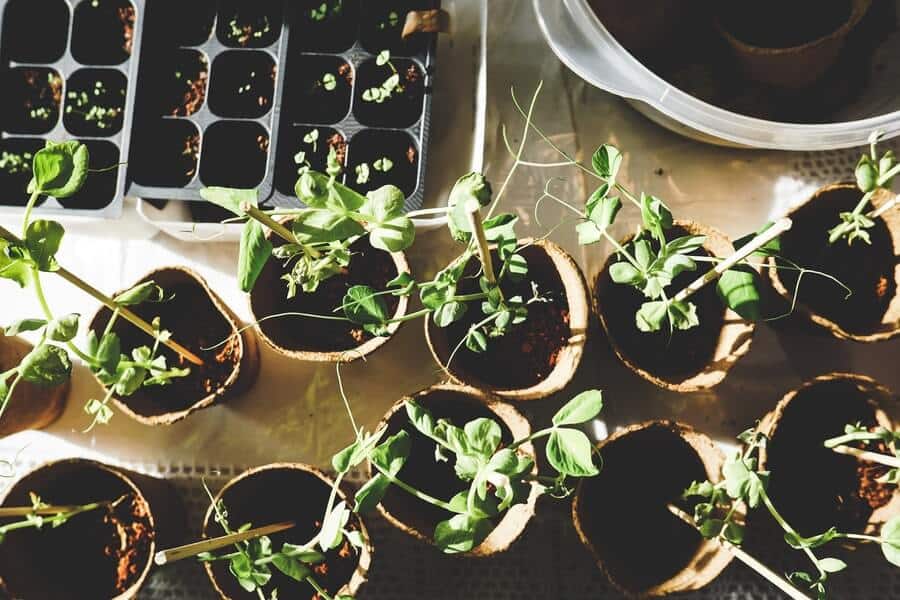 plants freshly potted using compost vs potting soil