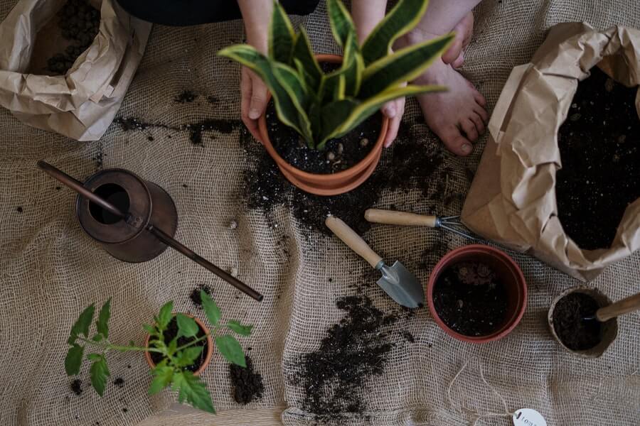 compost vs potting soil what do you think