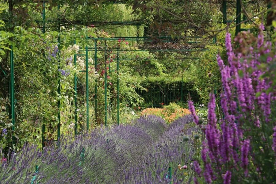lavender in monet gardens
