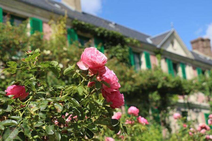 roses in the monet gardens