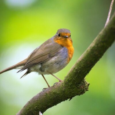 robin