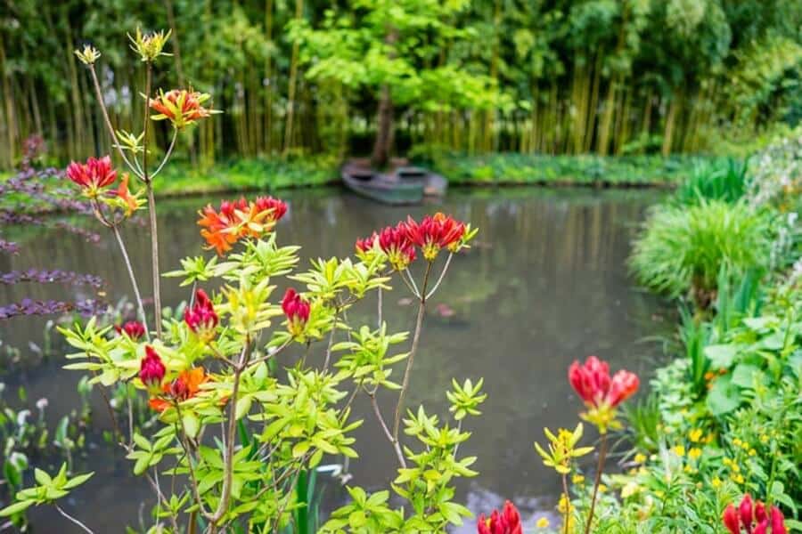 waterside flowers in the monet garden