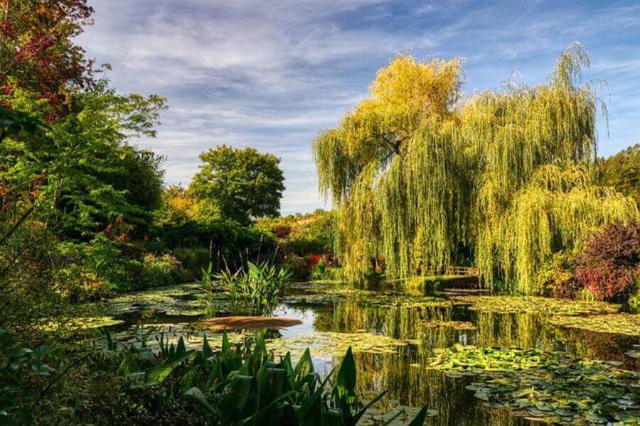 willow trees in the monet garden