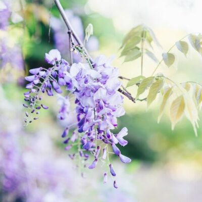 Wisteria in a Monet garden