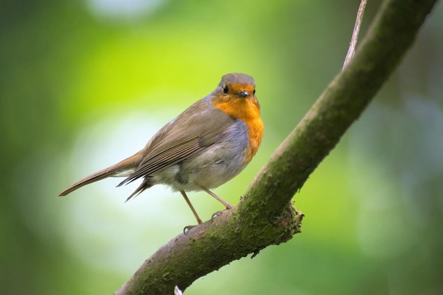 a bird in a garden tree