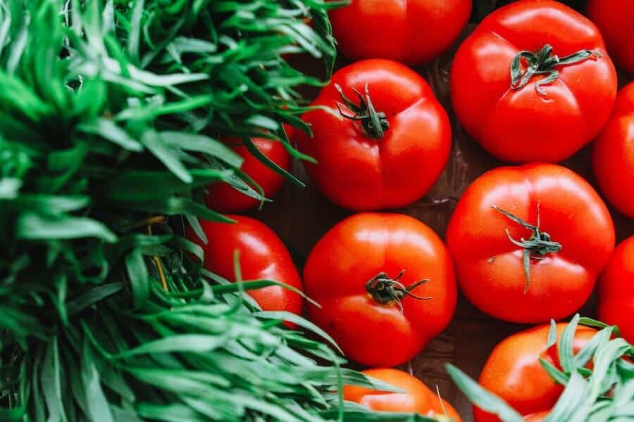 fresh tomatoes