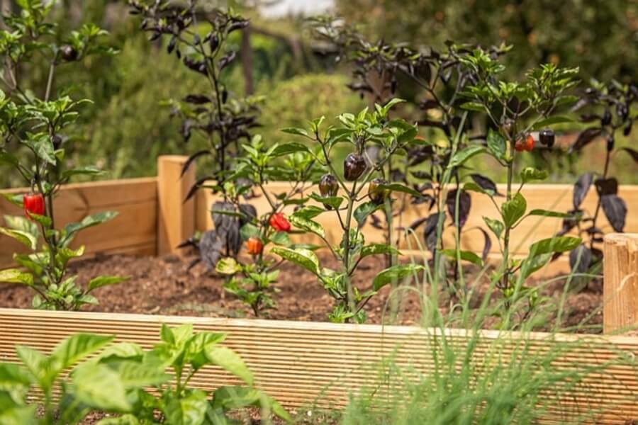 fruits growing in raised bed garden