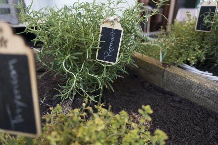 herbs growing in raised garden beds