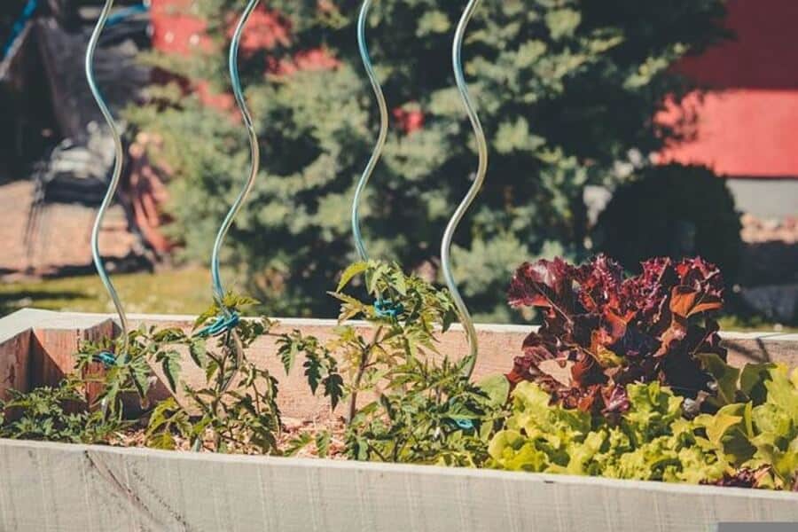 plants growing in a raised garden bed
