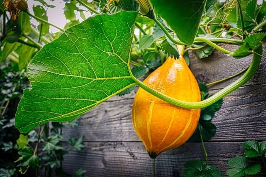 a pumpkin growing in a raised garden bed