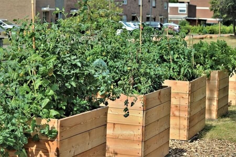 a raised bed vegetable garden