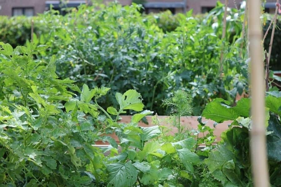 raised beds