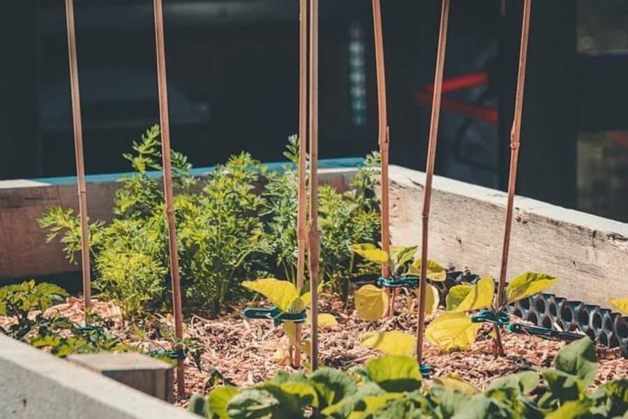 raised garden bed with plant supports