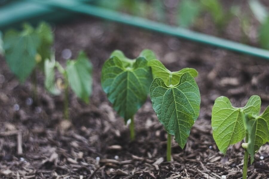 plant sprouts in raised bed