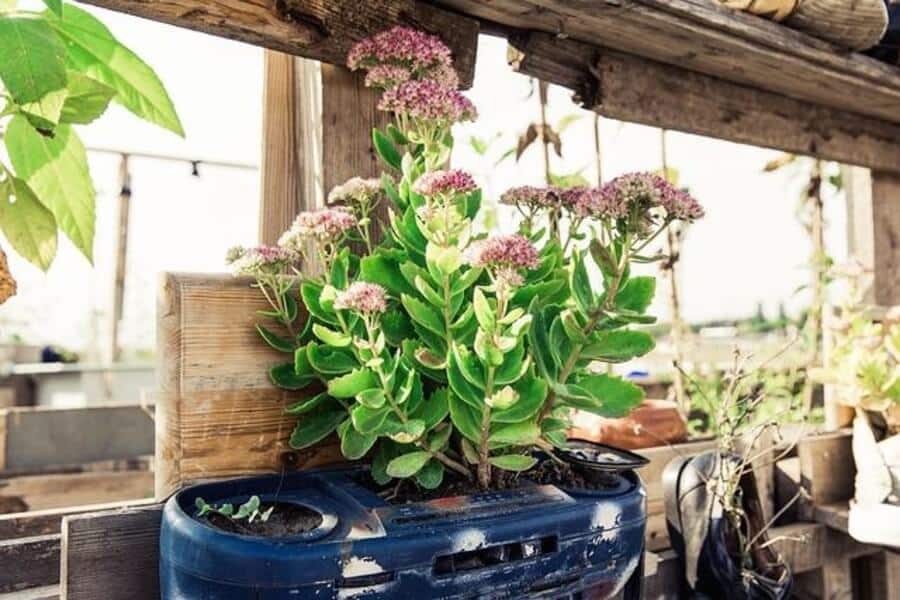 urban raised bed garden