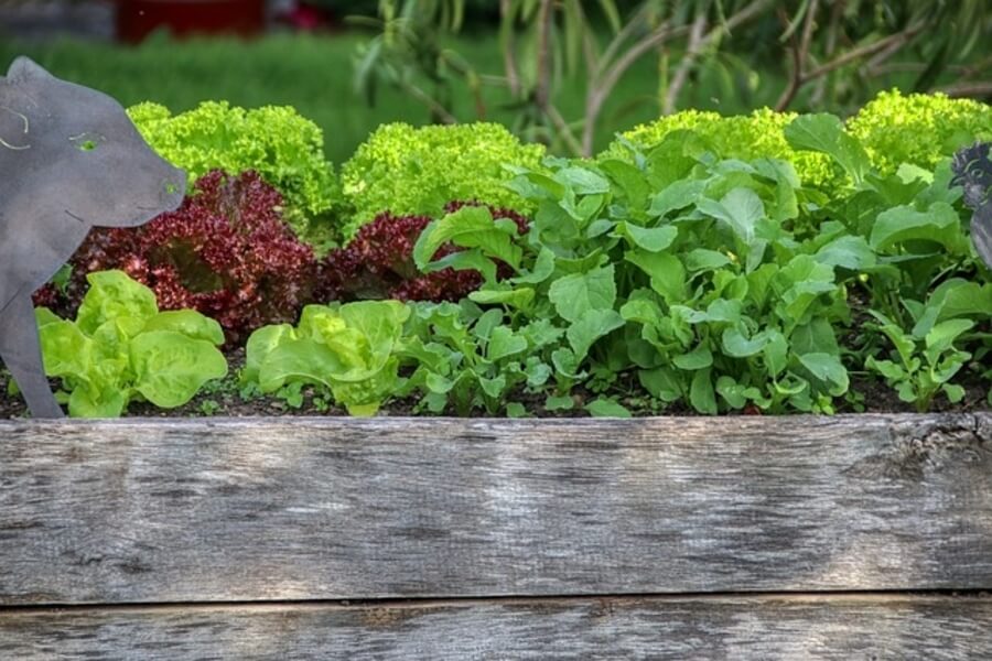 vegetables growing in raised bed garden