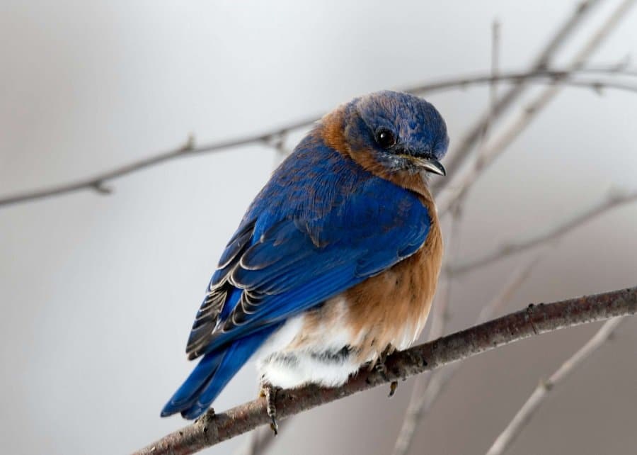 Blue and brown bird on a branch
