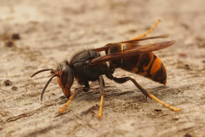 how to get rid of wasps simple ways