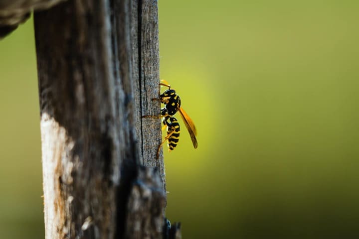 how to get rid of wasps by understanding wasp types