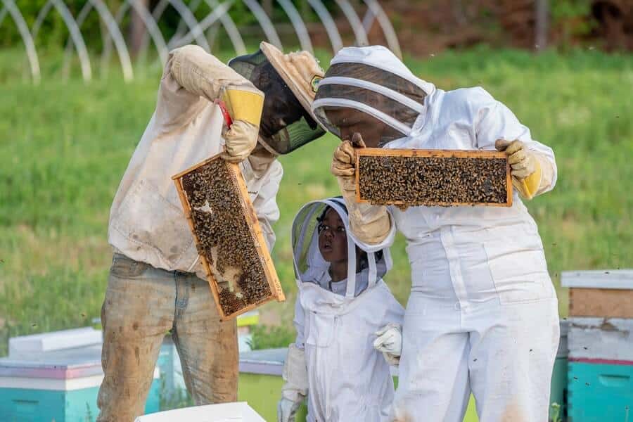 beekeeping family checking their bee hive