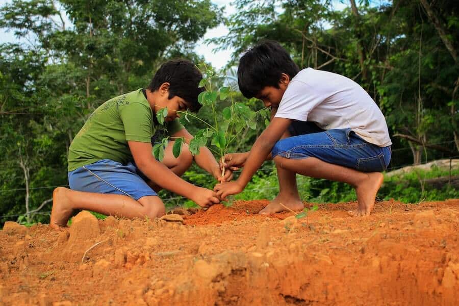 children showing how to plant a tree