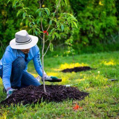 a gardener showing how to plant a tree in a garden