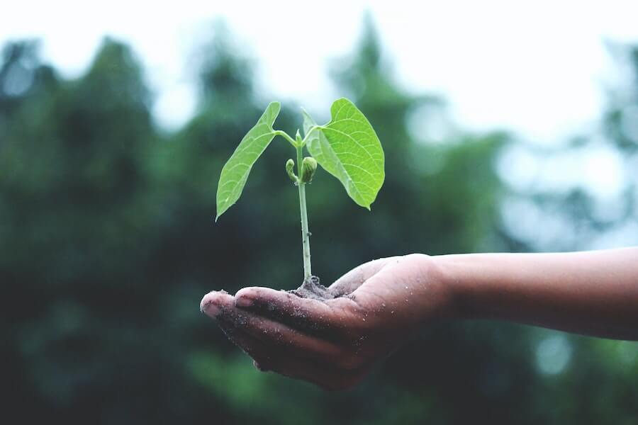 a tree growing from seed