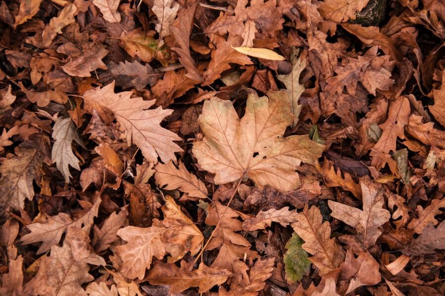 autumn leaves 1