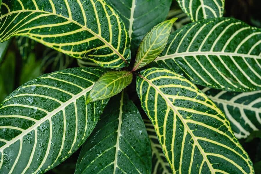 patterned leaves