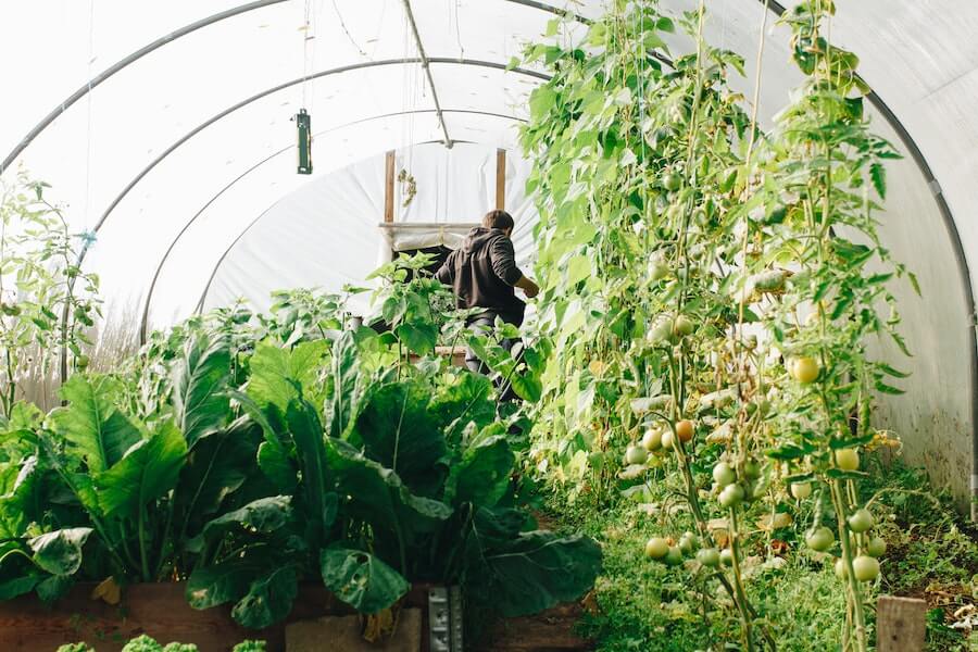 garden microclimates in a polytunnel