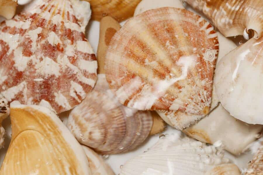 patterned seashells