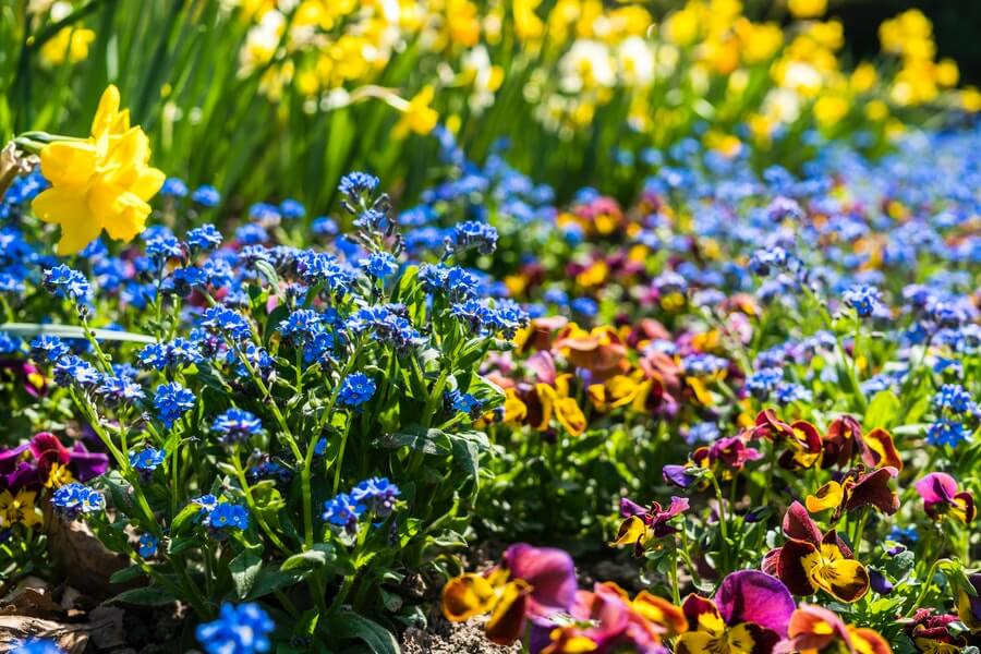 flowers for a wellbeing garden