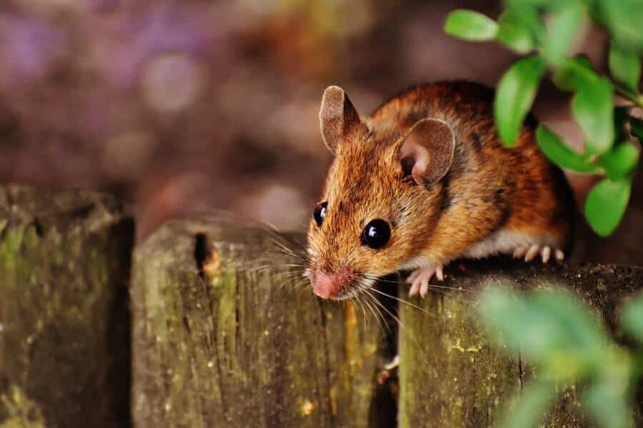 mice in a garden on a flower bed