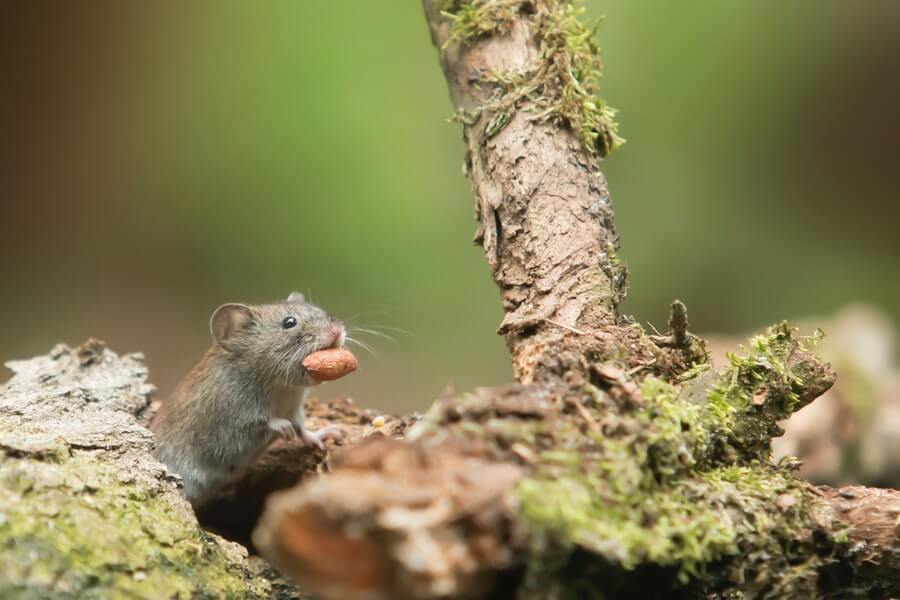 how to get rid of mice in the garden naturally