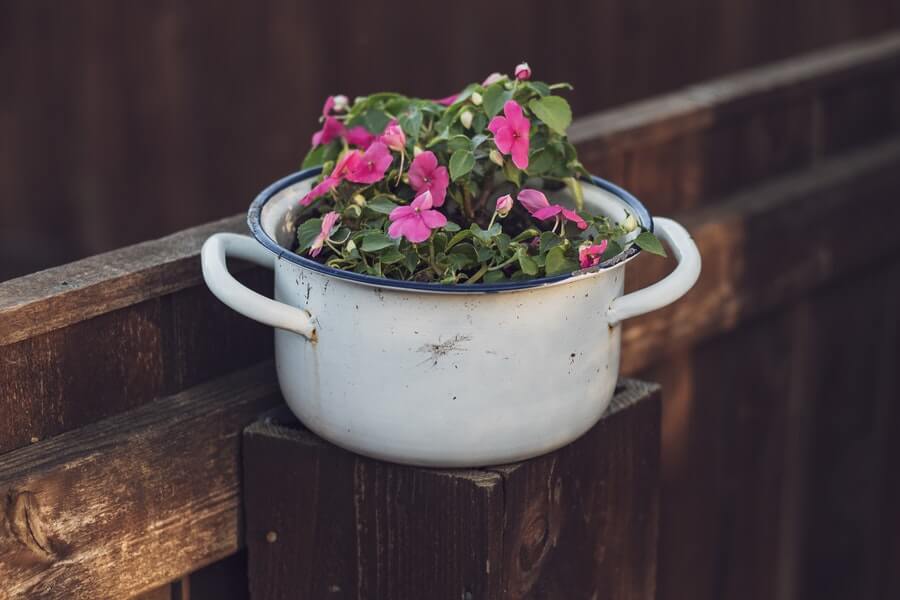 pink flowers in a container garden