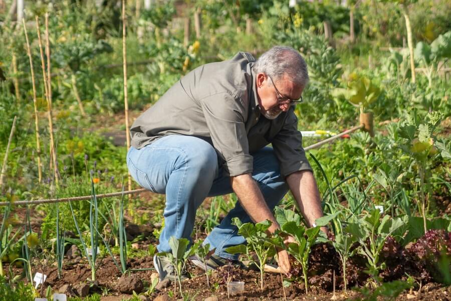 raise flower bed gardening