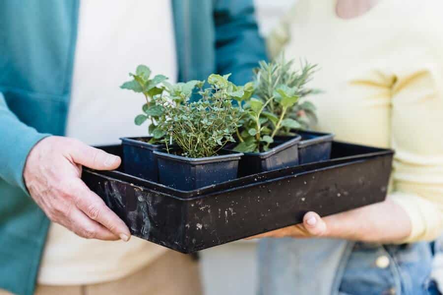 sprouting plants in a container garden